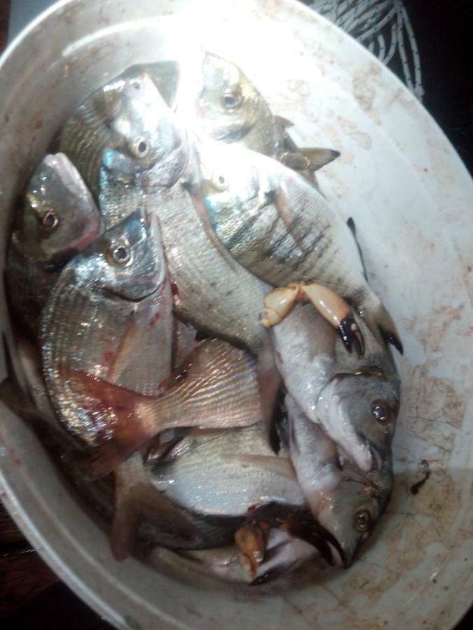 B&B Dal Pescatore Fažana Buitenkant foto