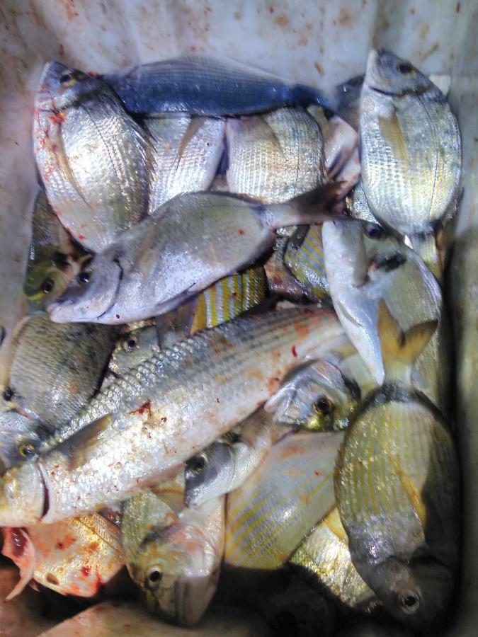 B&B Dal Pescatore Fažana Buitenkant foto